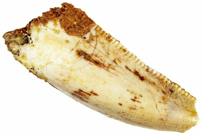 Bargain Raptor Premaxillary Tooth - Real Dinosaur Tooth #296224